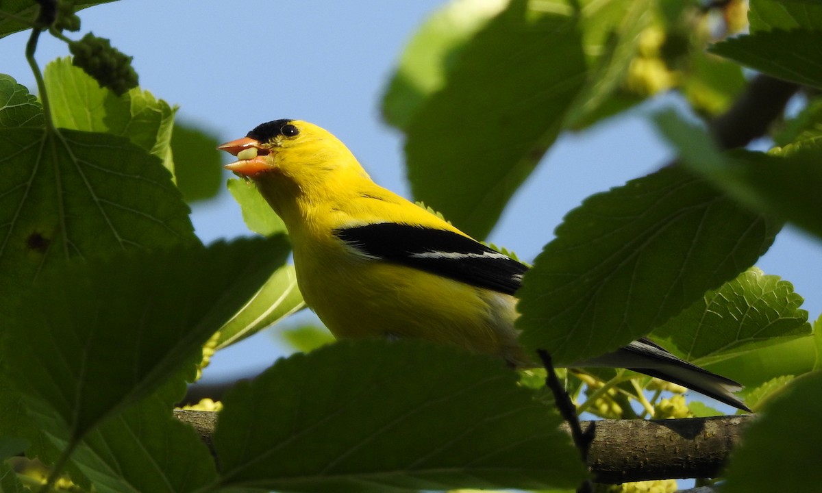 American Goldfinch - Nancy Burns