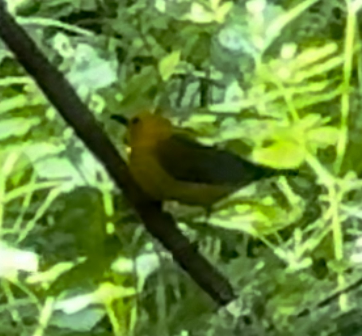 Prothonotary Warbler - ML619590977