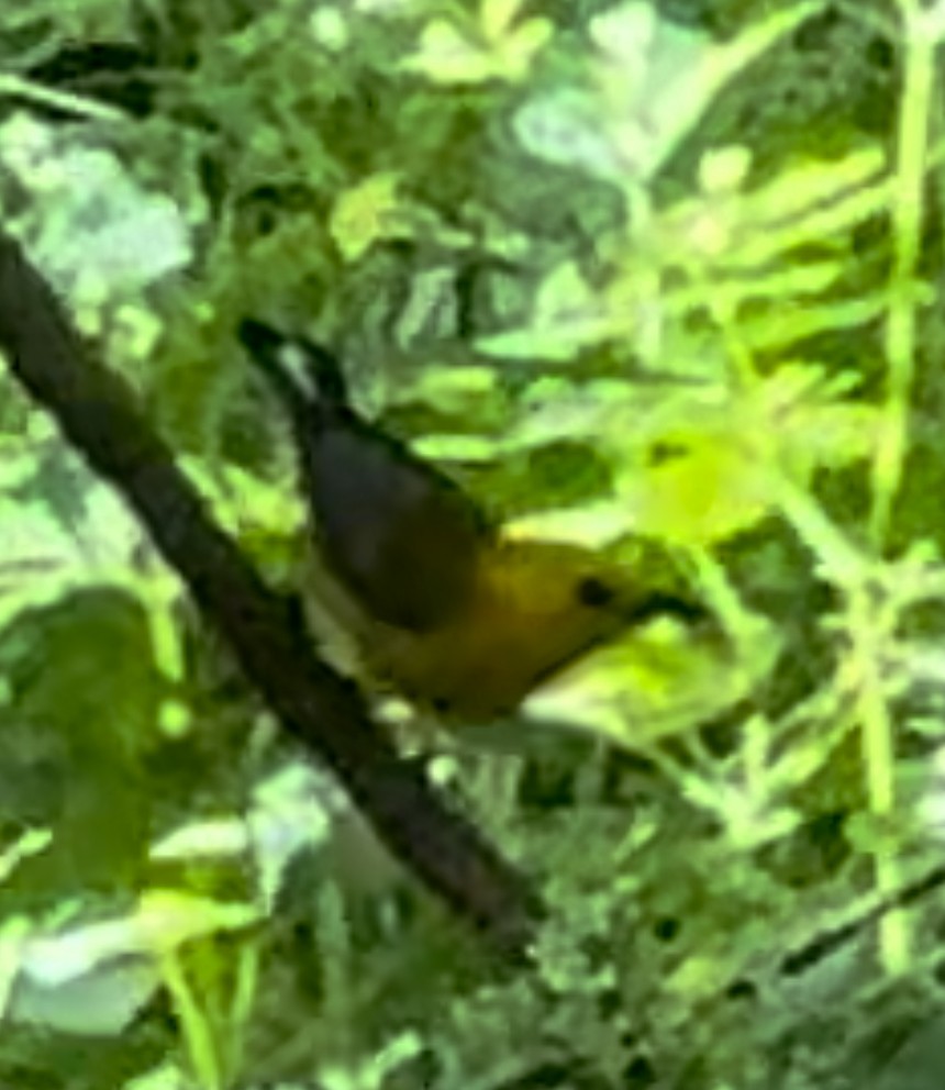 Prothonotary Warbler - ML619590978