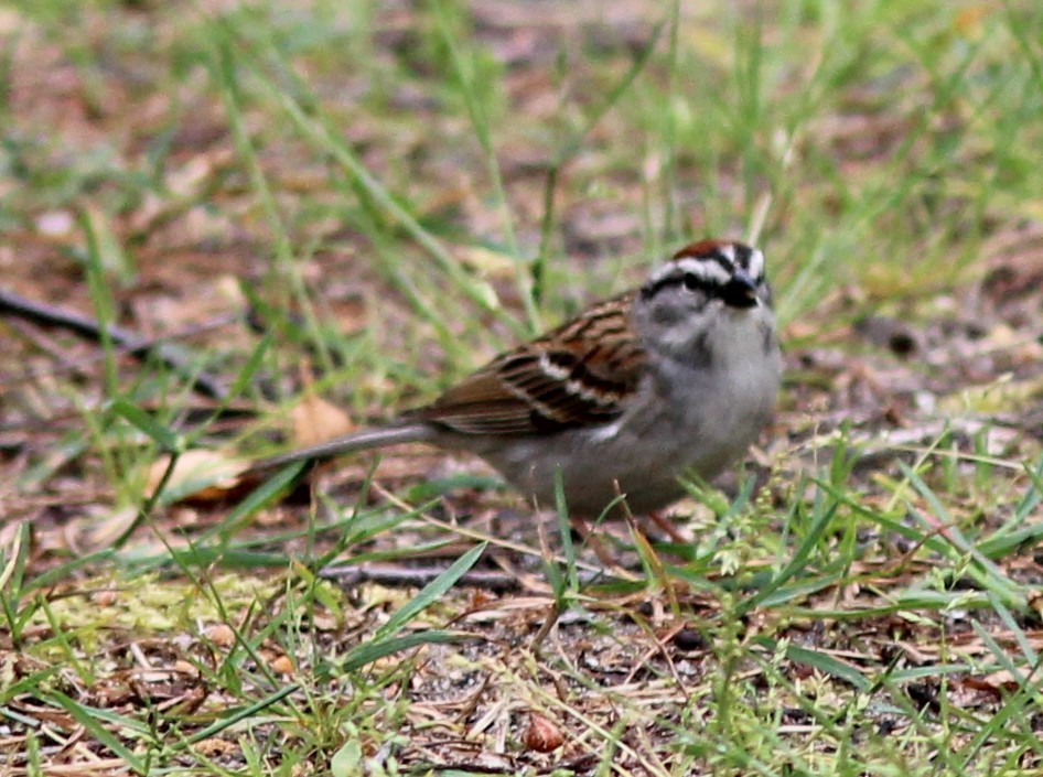 Chipping Sparrow - Karen Lucas