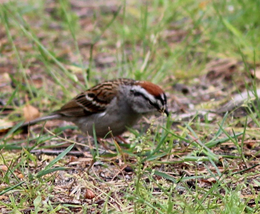 Chipping Sparrow - Karen Lucas