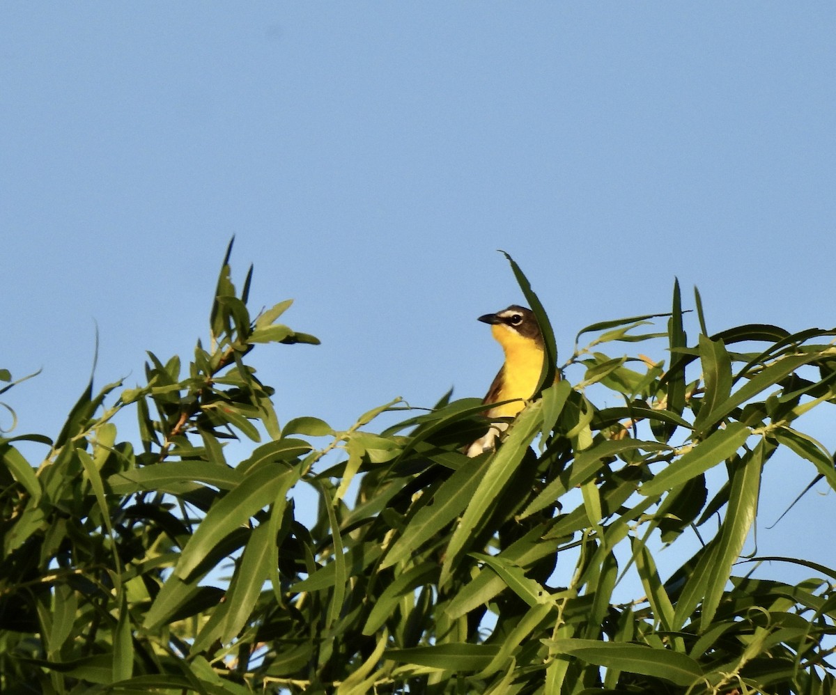 Yellow-breasted Chat - Amy Lewis