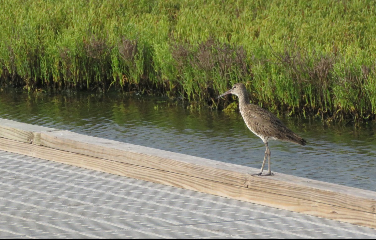 vodouš břehoušovitý - ML619590982