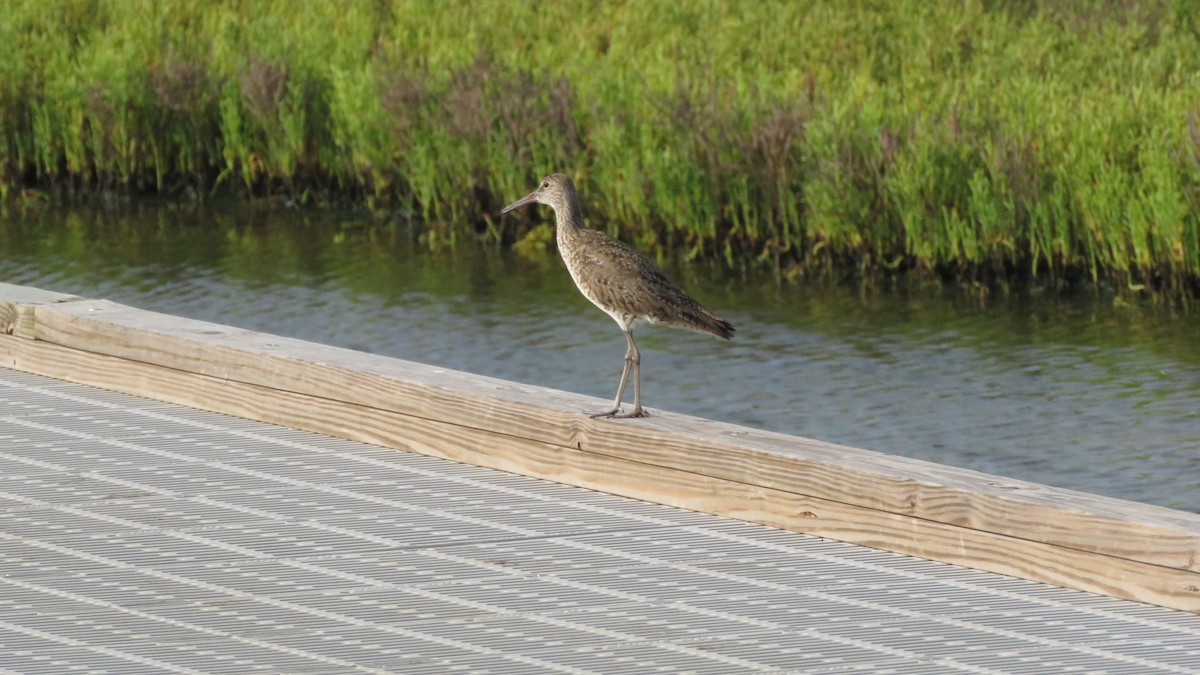 Willet - ML619590983