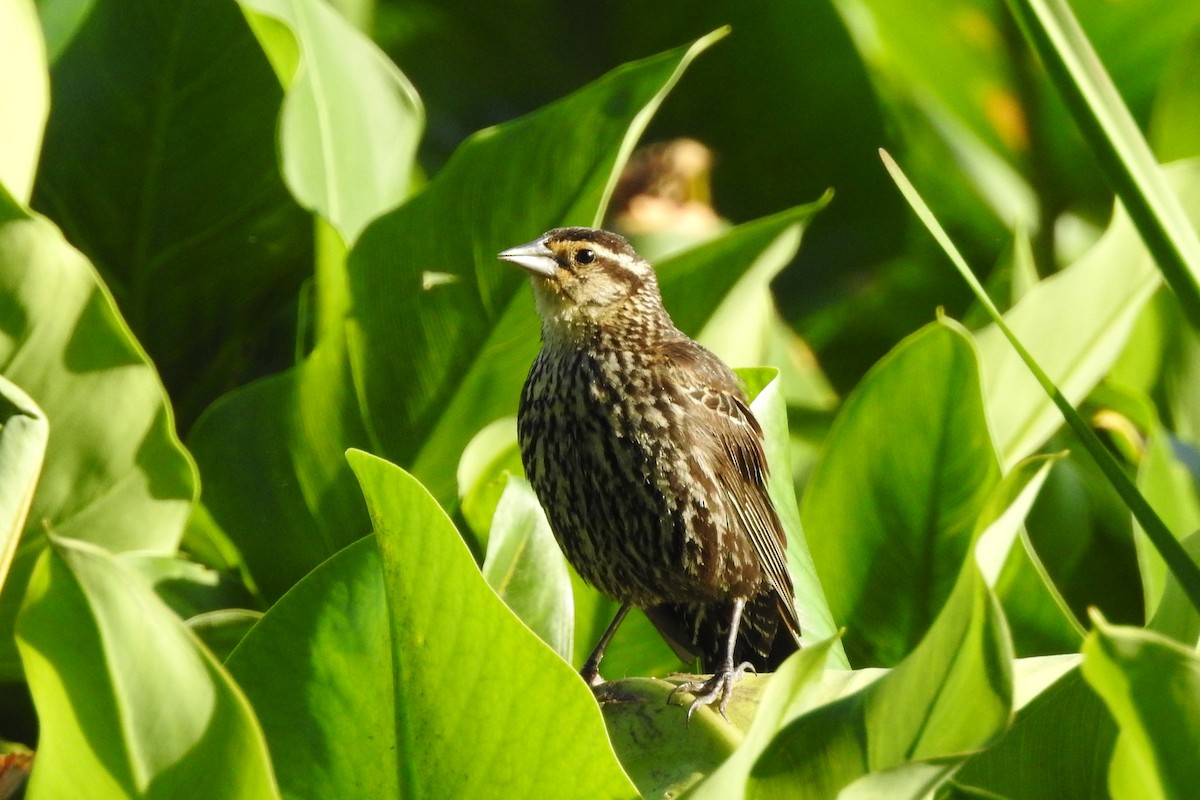 Red-winged Blackbird - Nancy Burns