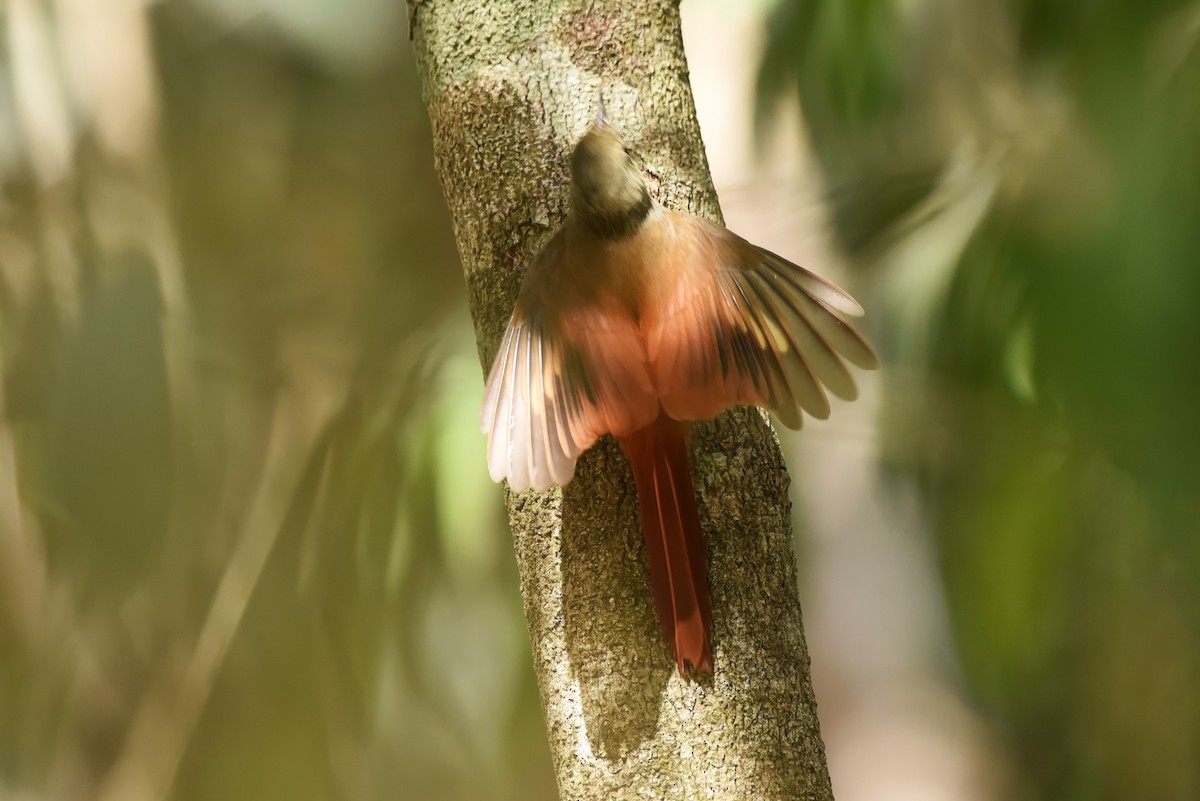 Olivaceous Woodcreeper - Bruce Mast