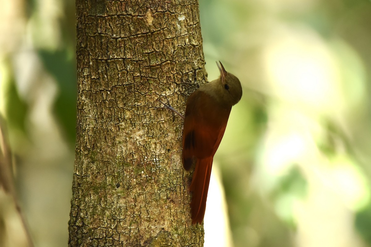 Olivaceous Woodcreeper - Bruce Mast