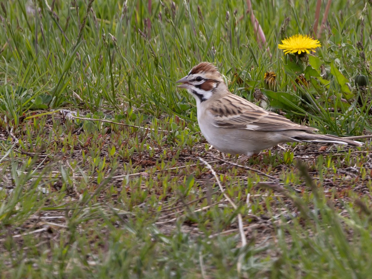 Lark Sparrow - Dan Ellison