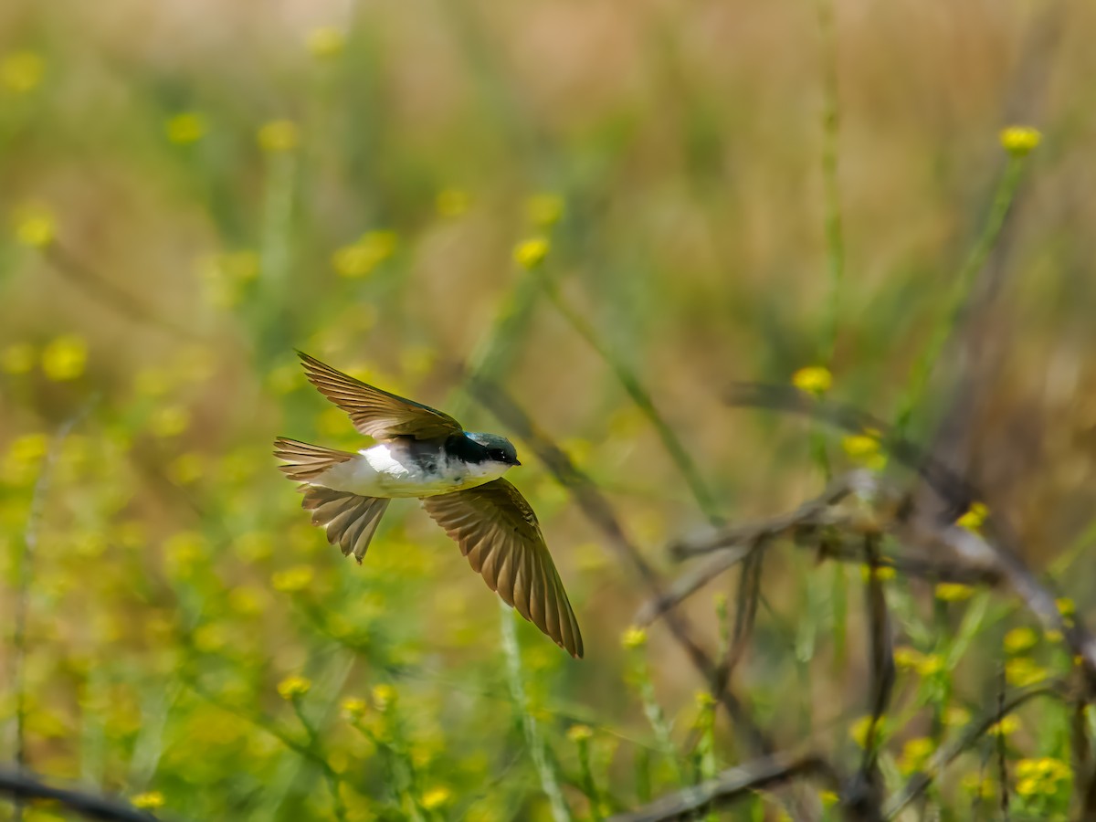 Tree Swallow - Tony Doty