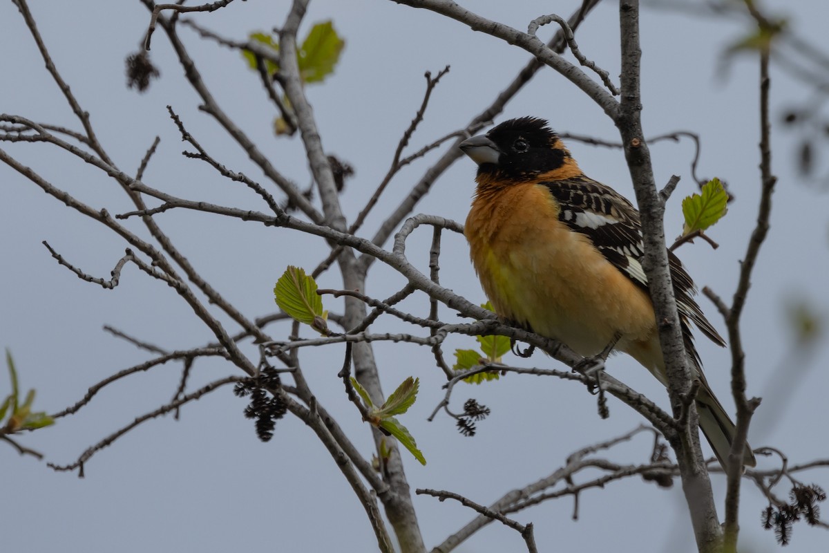 Black-headed Grosbeak - Dan Ellison