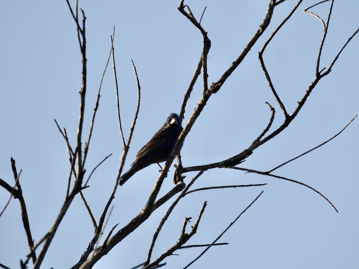 Blue Grosbeak - Amy Lewis