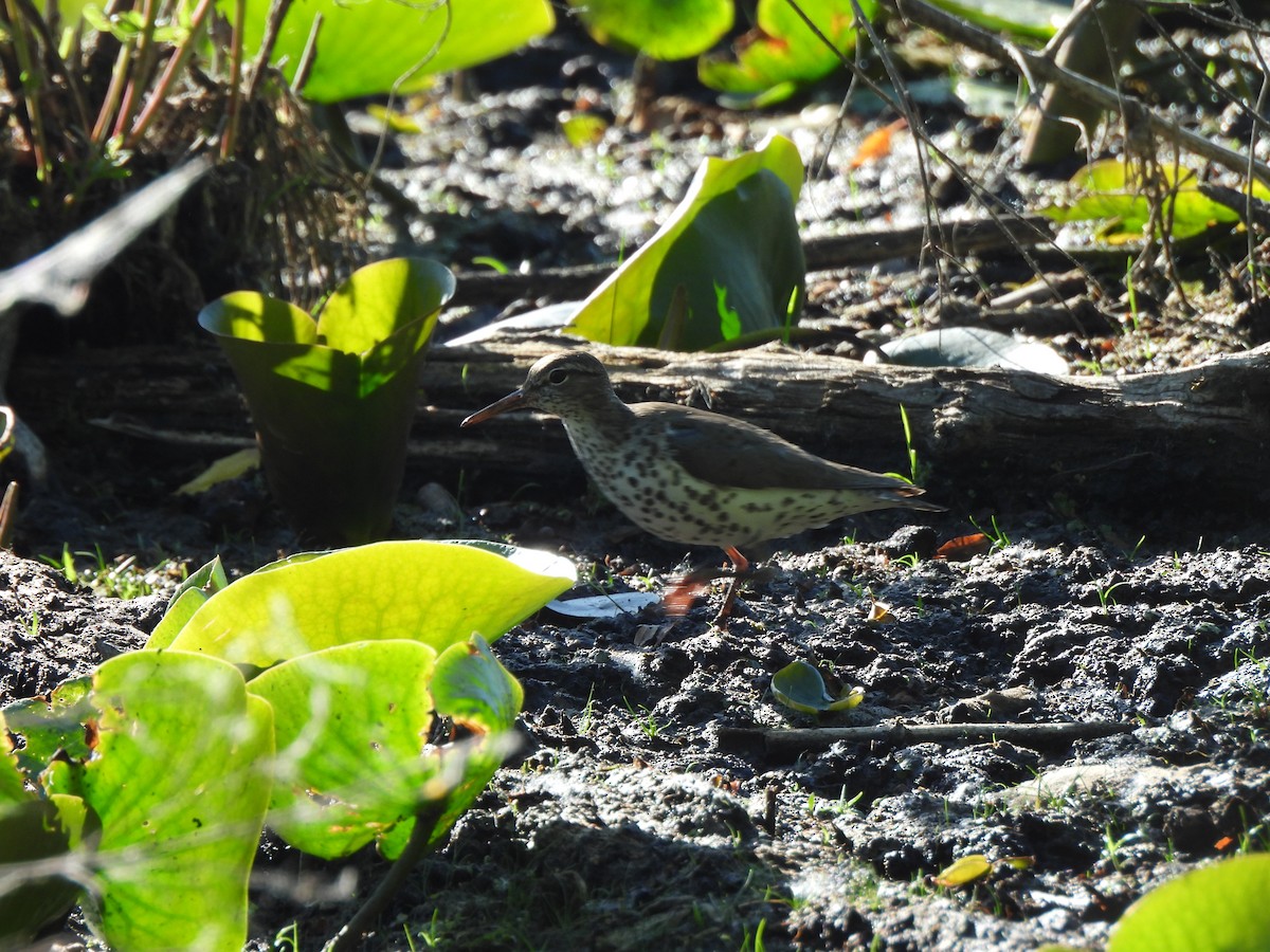 Spotted Sandpiper - Armand  Collins