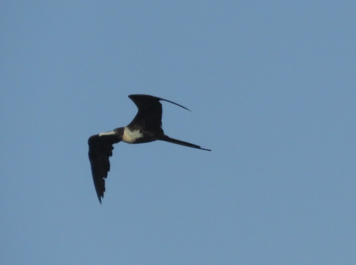 Magnificent Frigatebird - ML619591012