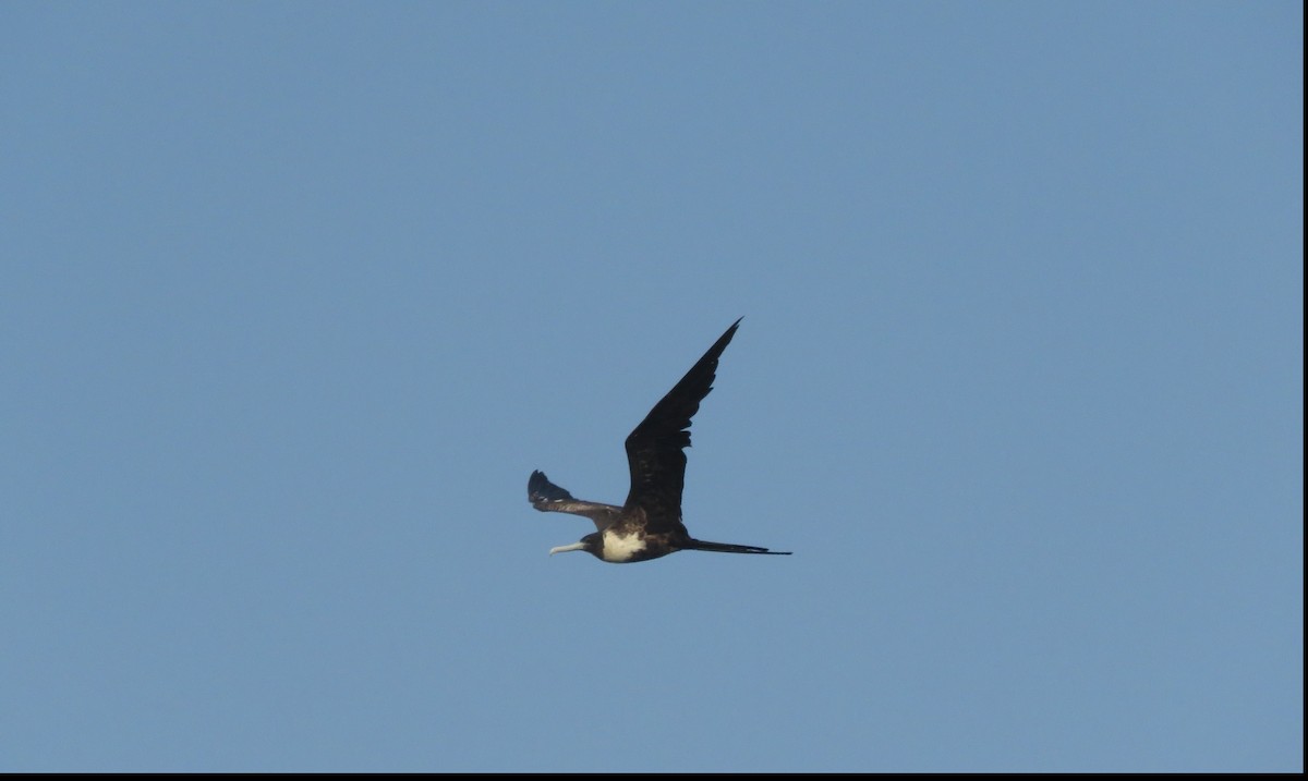 Magnificent Frigatebird - ML619591013