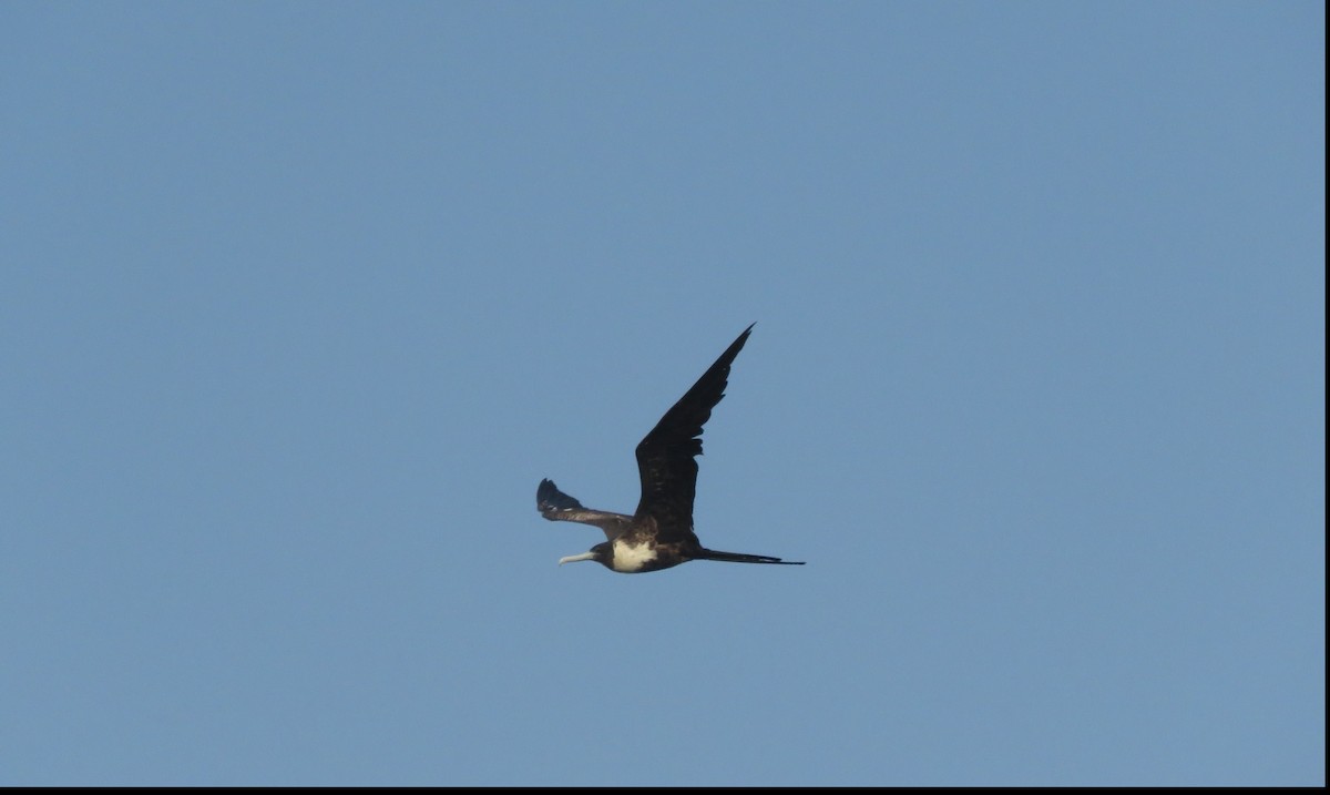 Magnificent Frigatebird - David Kent