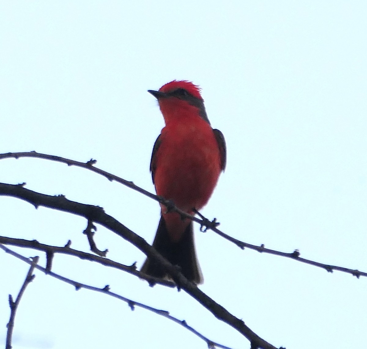 Vermilion Flycatcher - Melanie Barnett