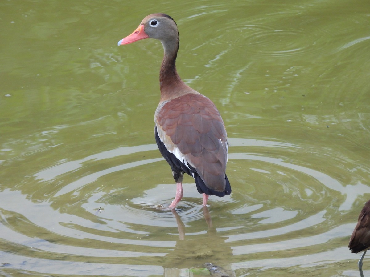 White-faced Whistling-Duck - Leandro Niebles Puello