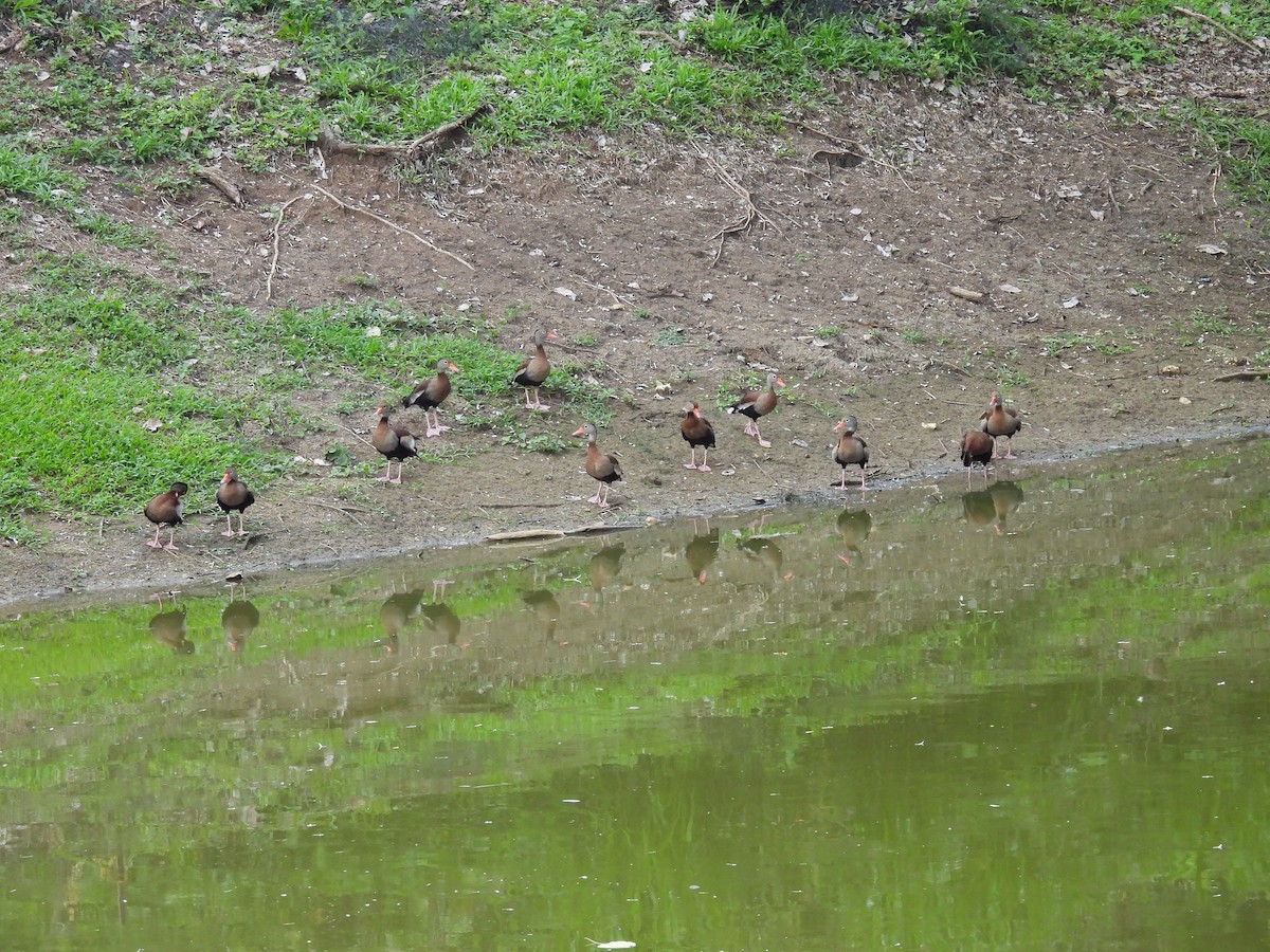 White-faced Whistling-Duck - Leandro Niebles Puello