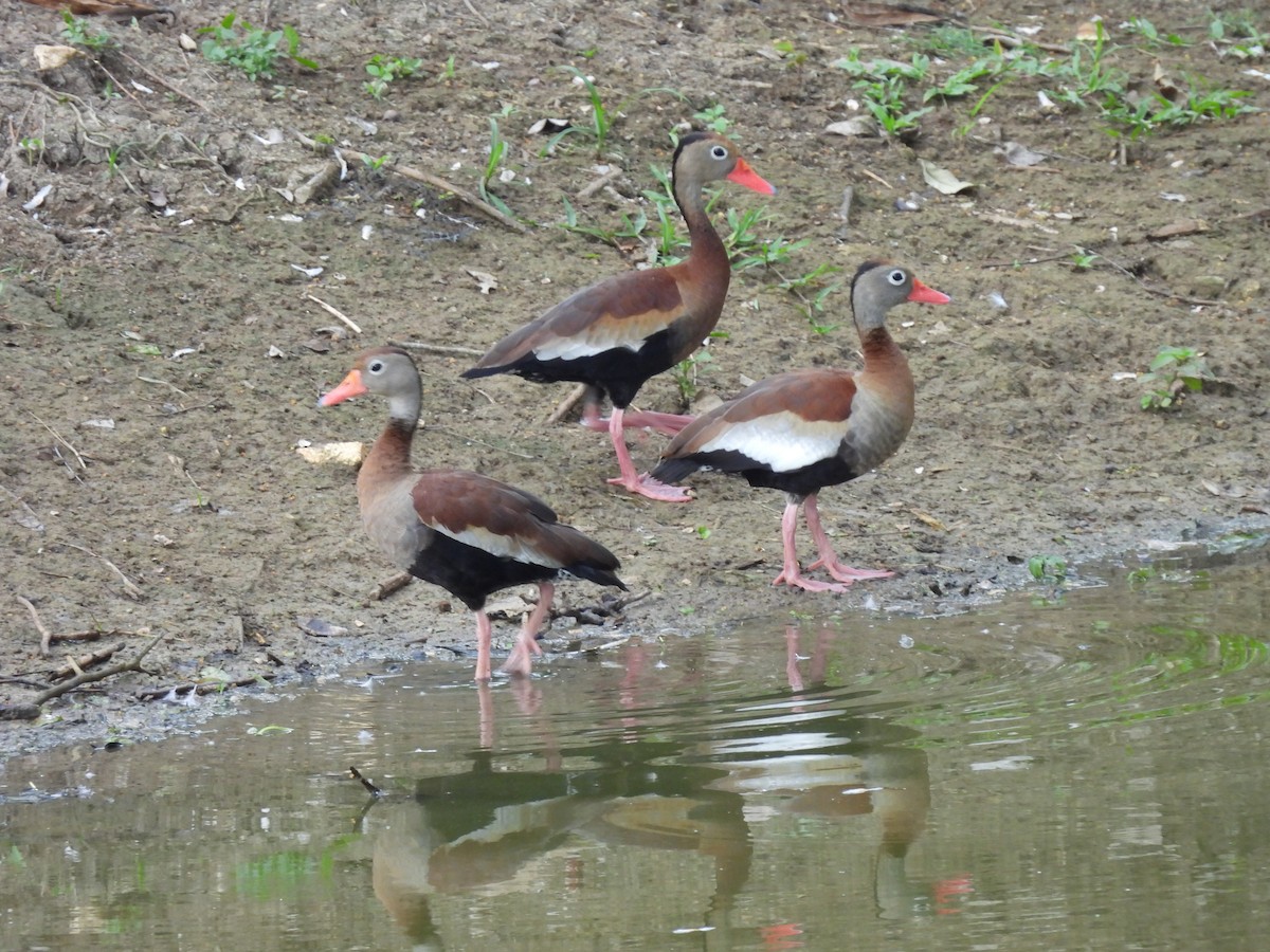 White-faced Whistling-Duck - Leandro Niebles Puello