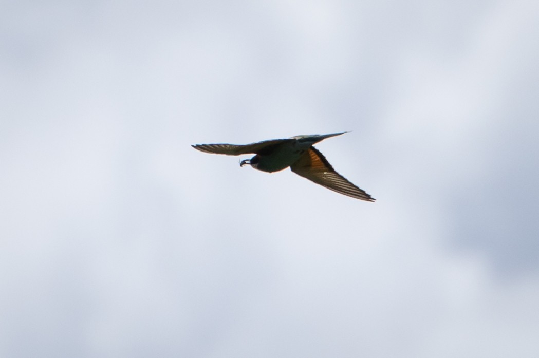 European Bee-eater - ML619591025