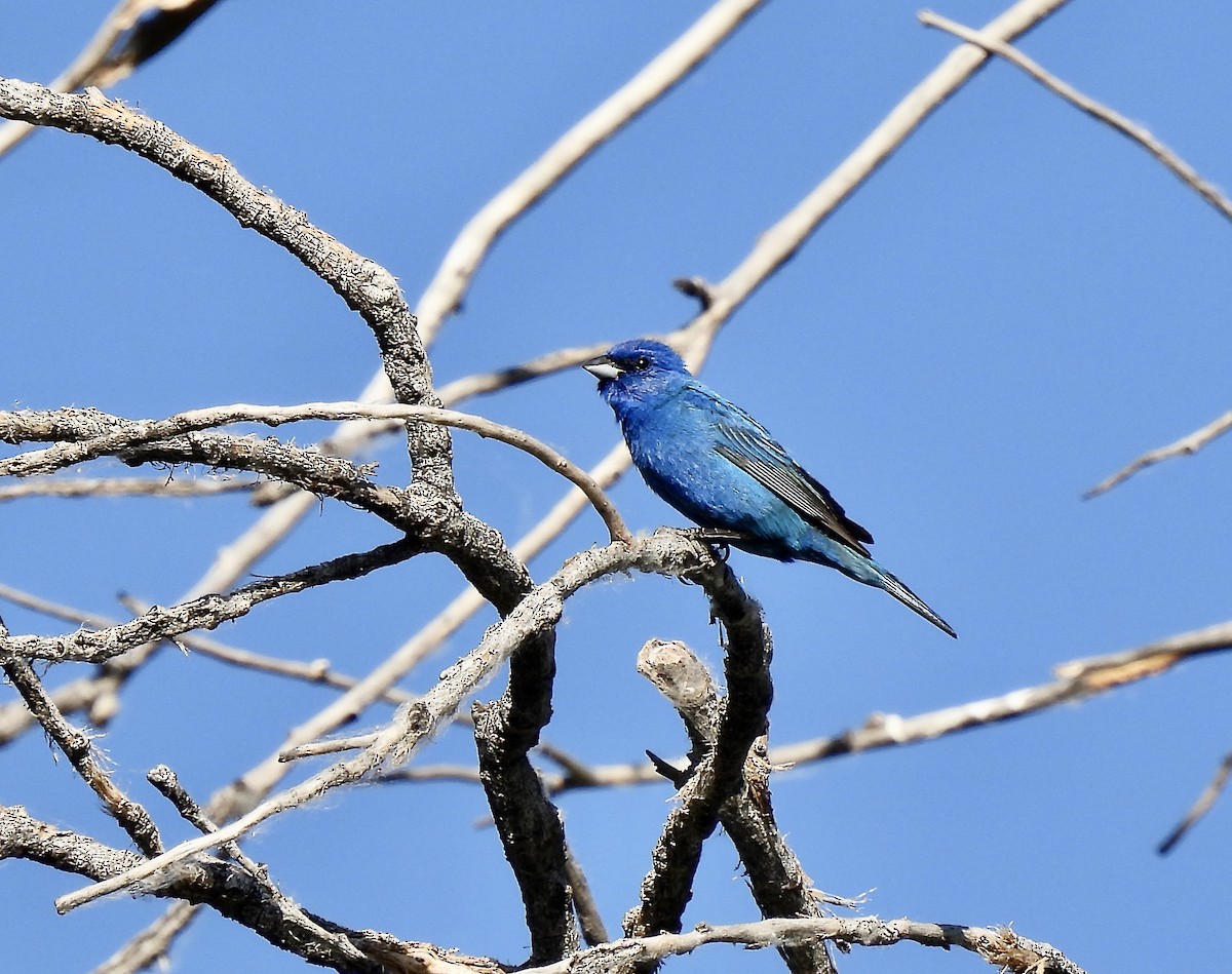 Indigo Bunting - Amy Lewis