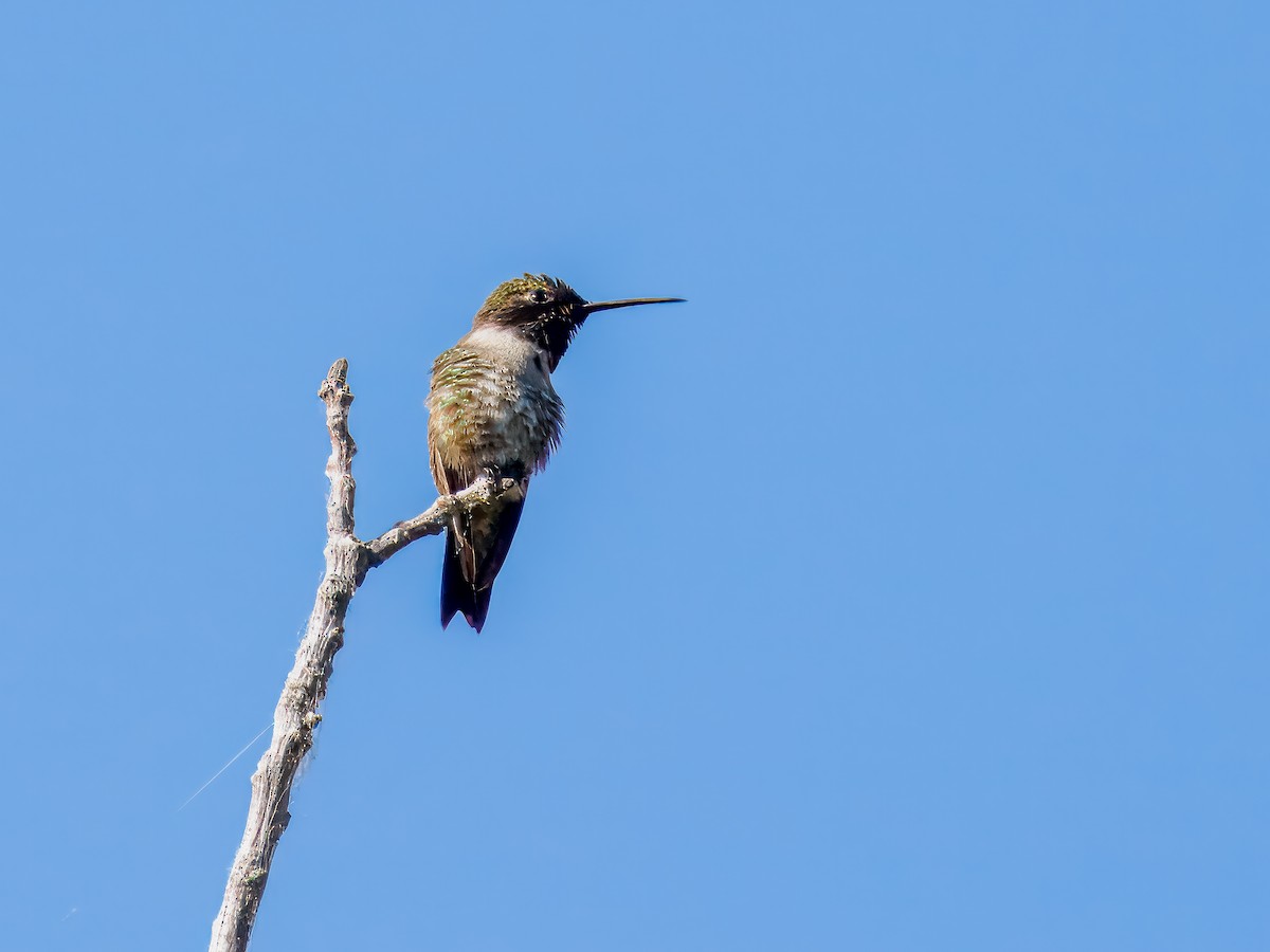 Black-chinned Hummingbird - Tony Doty