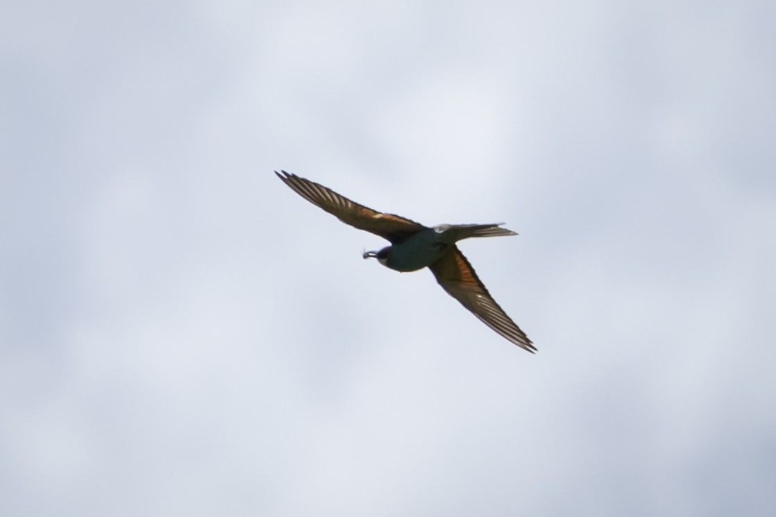 European Bee-eater - ML619591029