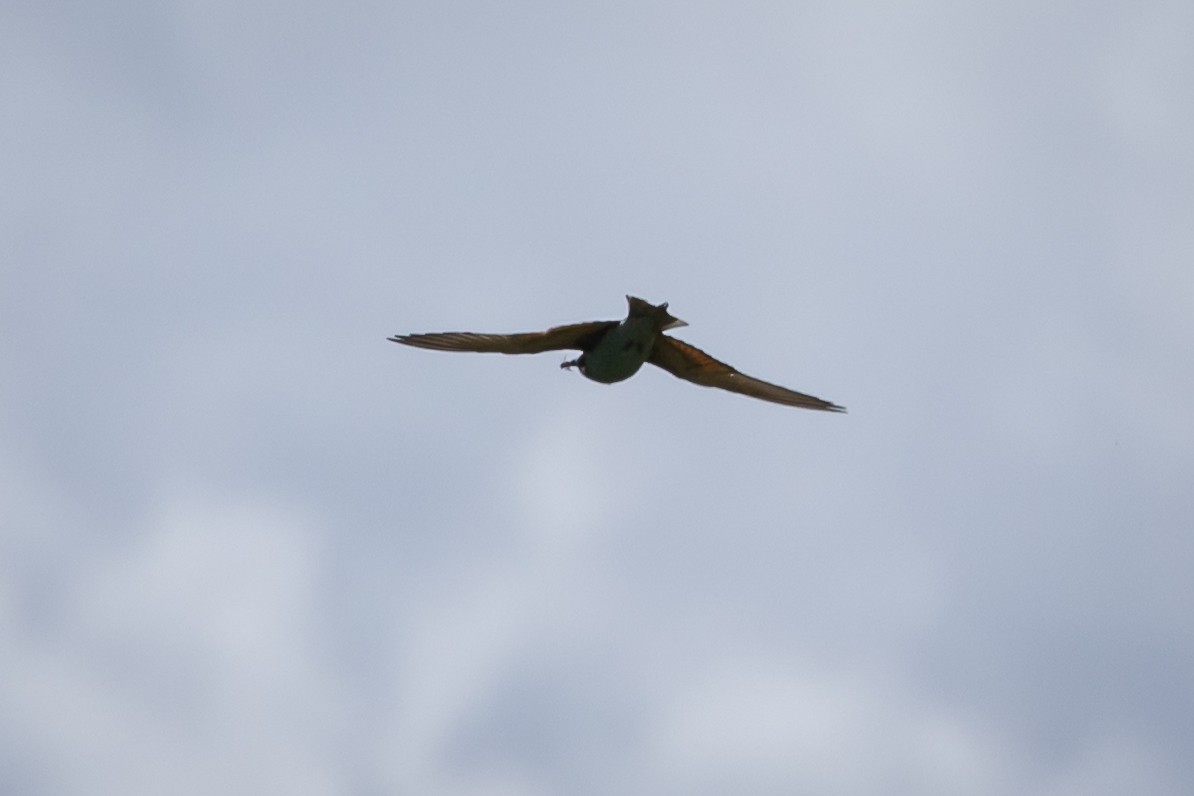 European Bee-eater - ML619591032