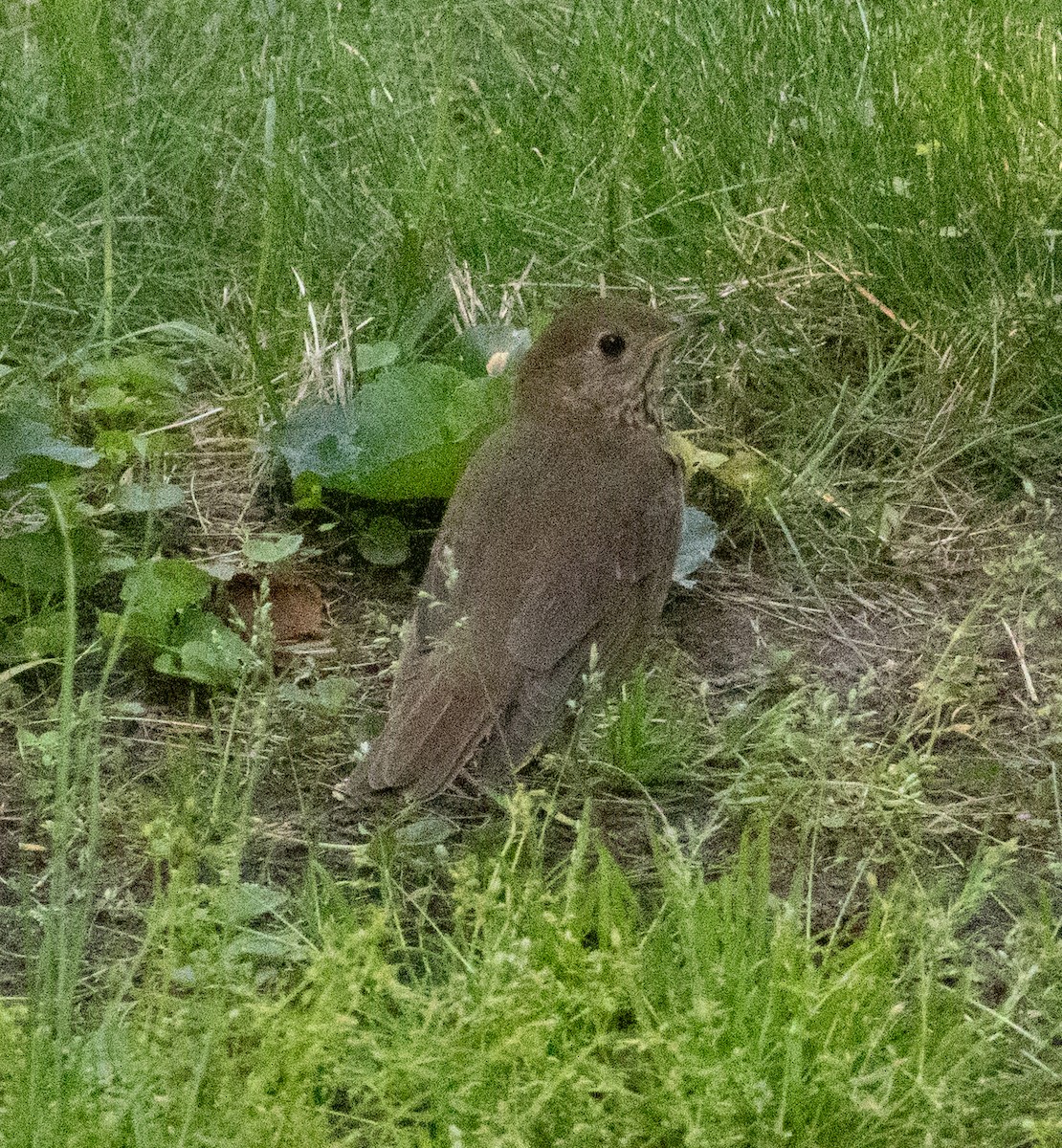 Gray-cheeked Thrush - ML619591035