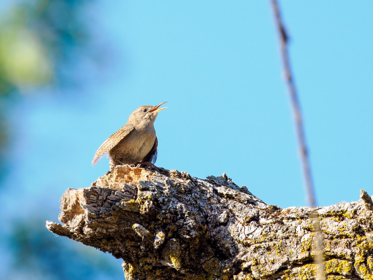 House Wren - Tony Doty