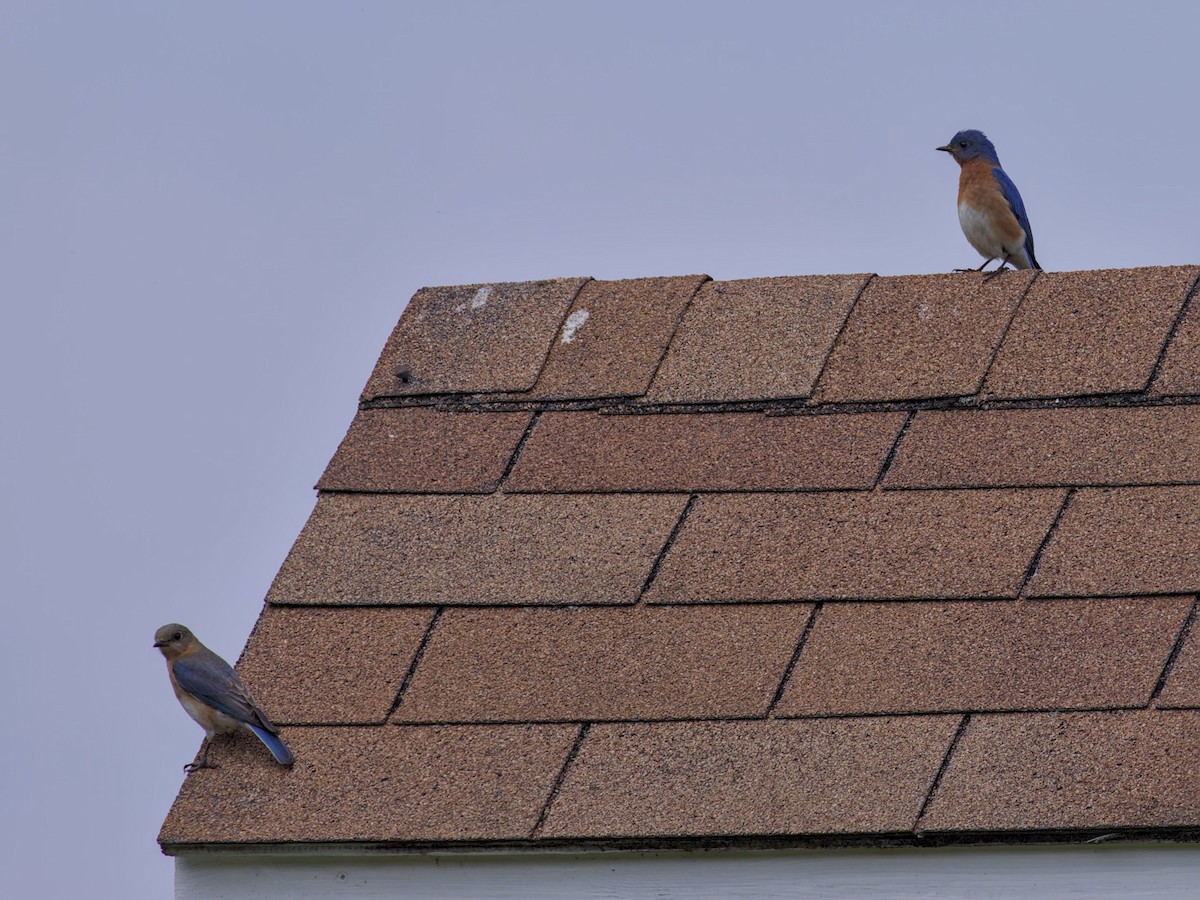 Eastern Bluebird - Philip Steinhoff