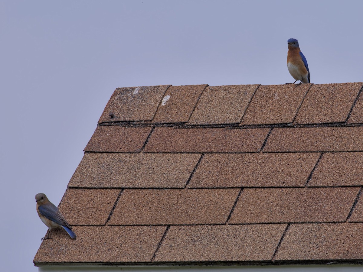 Eastern Bluebird - Philip Steinhoff