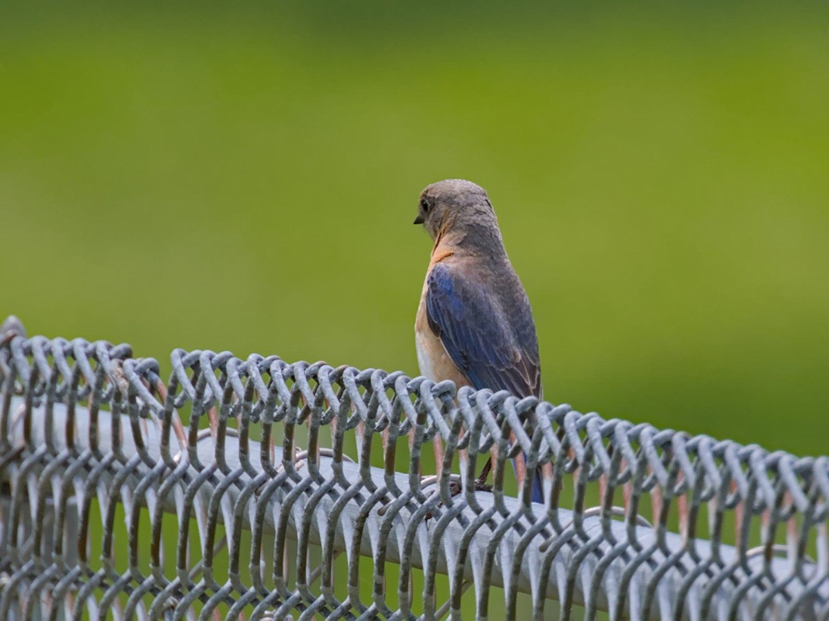 Eastern Bluebird - Philip Steinhoff