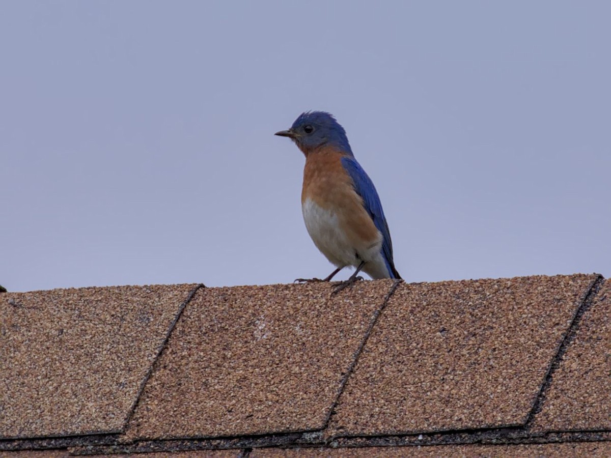 Eastern Bluebird - Philip Steinhoff