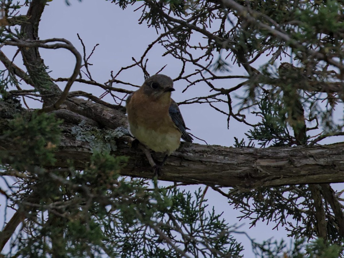 Eastern Bluebird - Philip Steinhoff