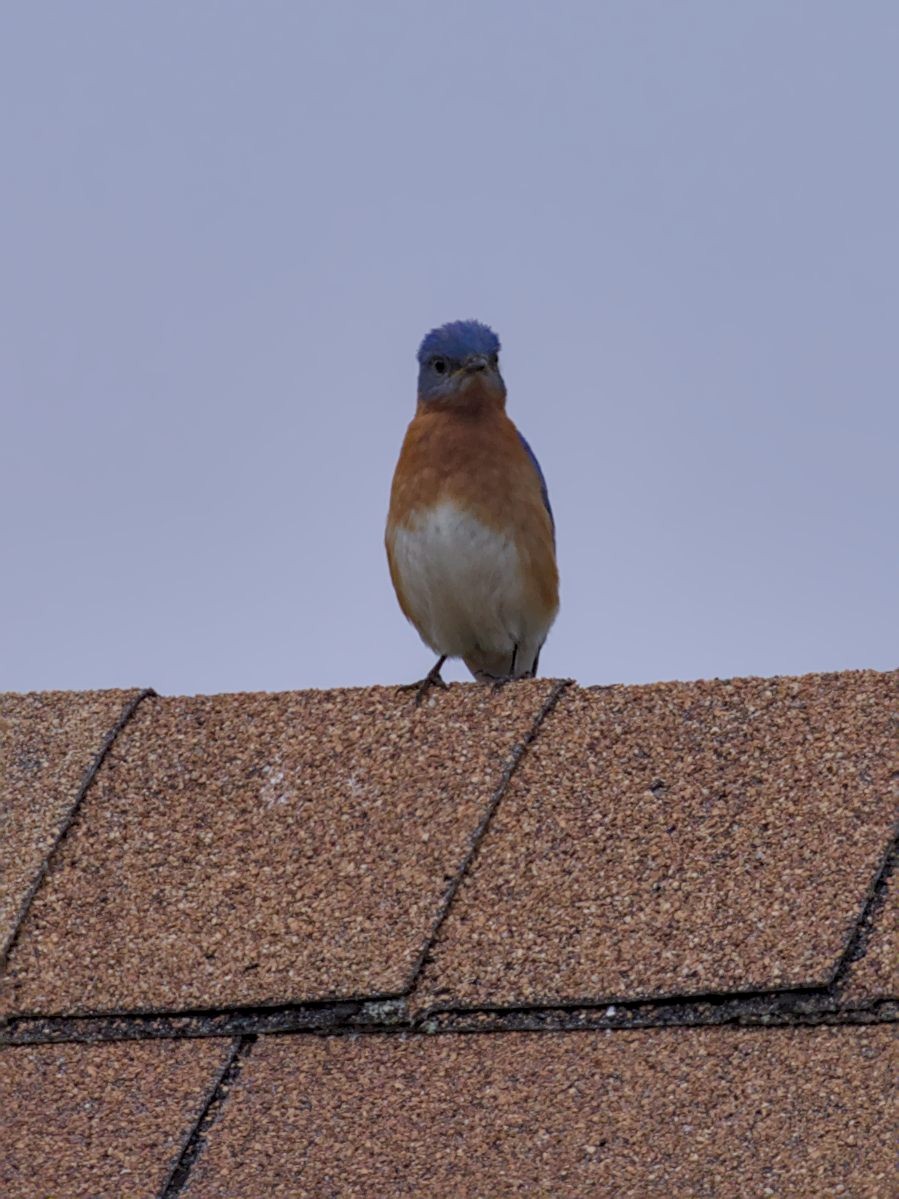 Eastern Bluebird - Philip Steinhoff