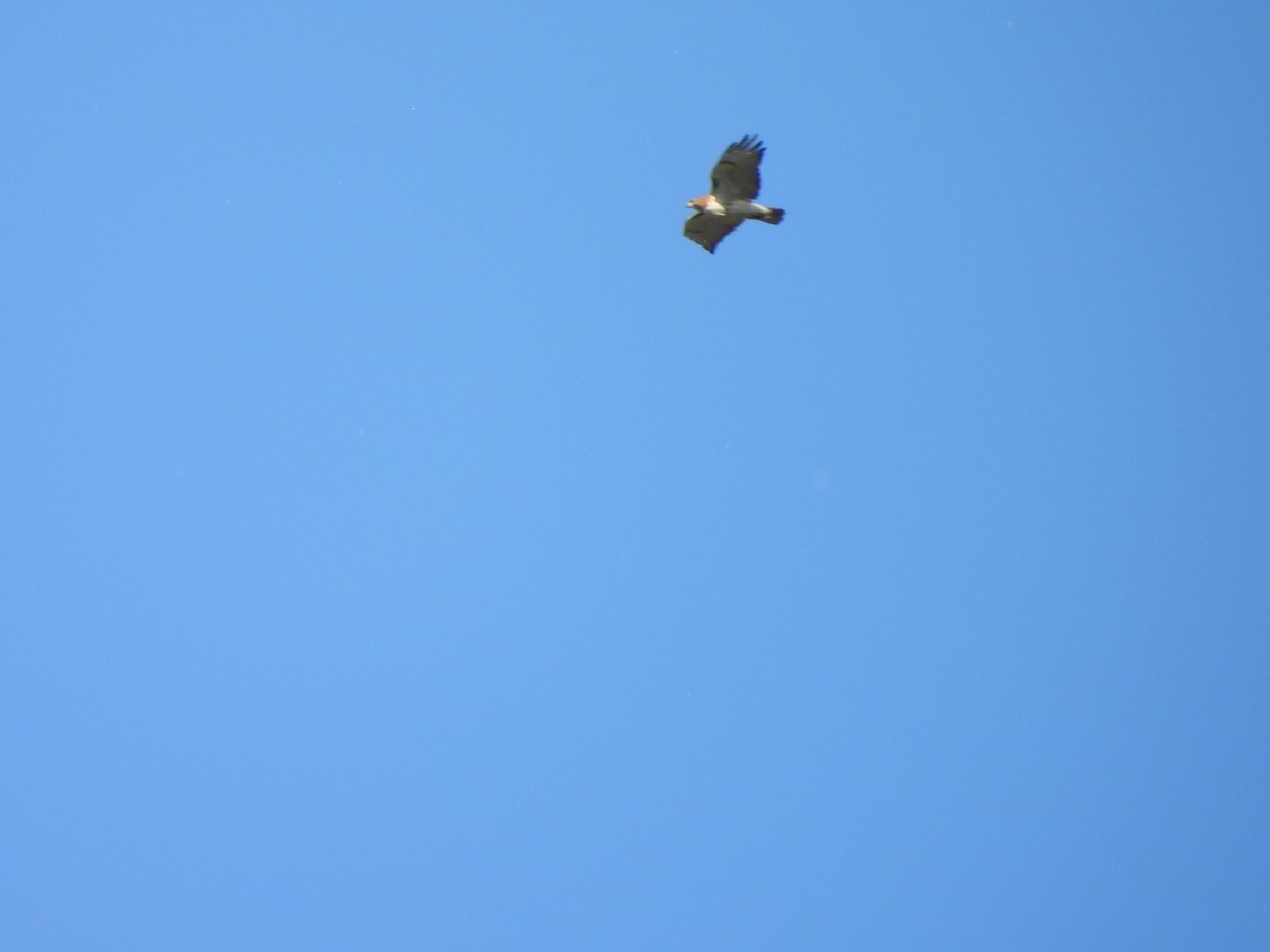 Red-tailed Hawk - Armand  Collins