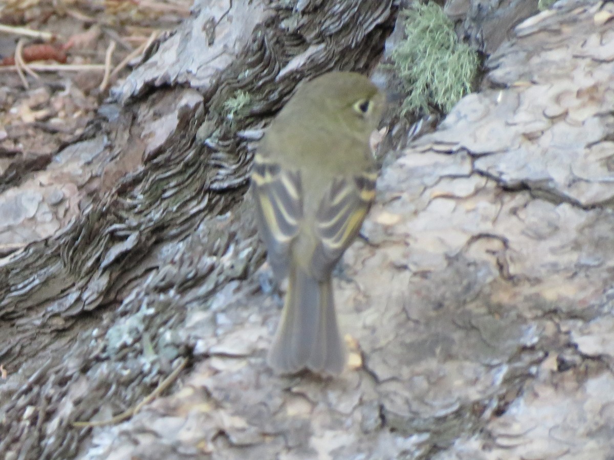 Western Flycatcher - James Nelson