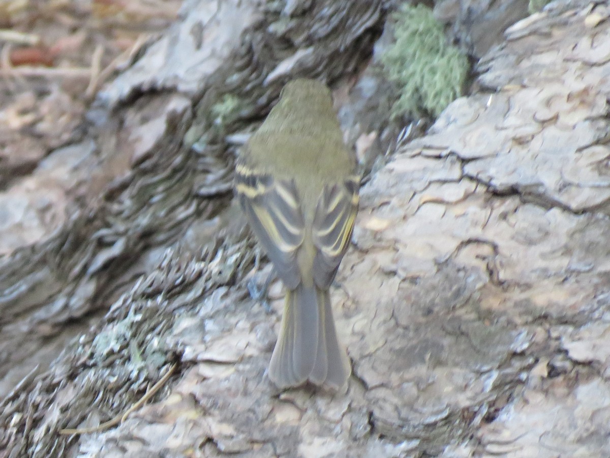 Western Flycatcher - James Nelson