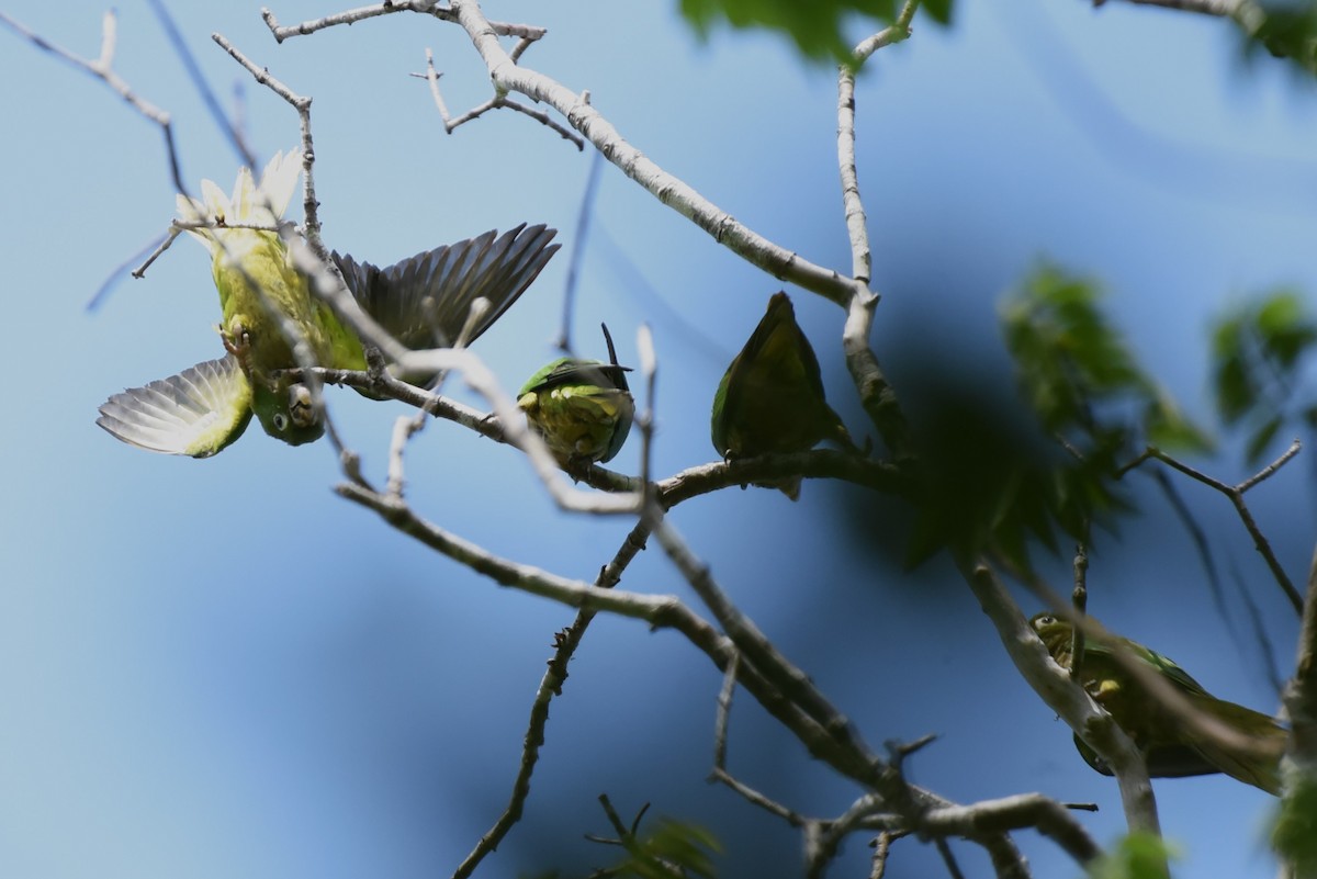 Olive-throated Parakeet - Bruce Mast