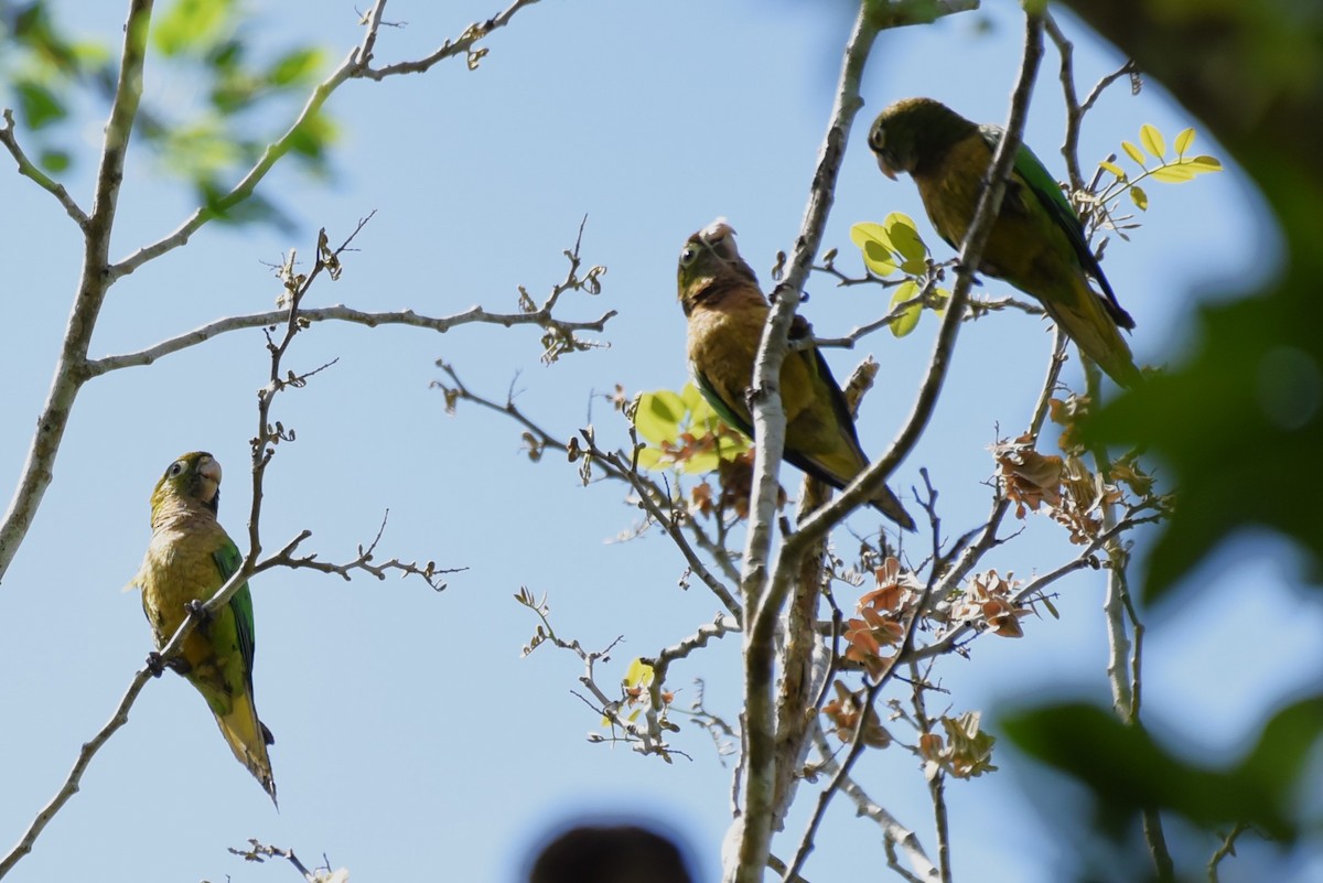 Olive-throated Parakeet - Bruce Mast