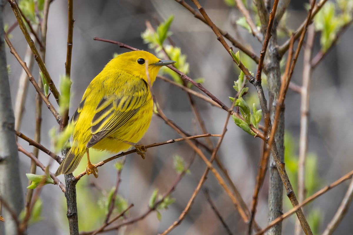 Yellow Warbler - Dan Ellison