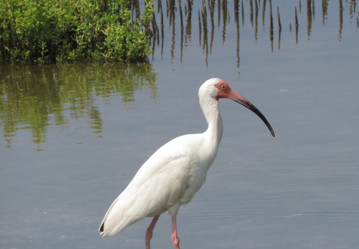 White Ibis - ML619591069