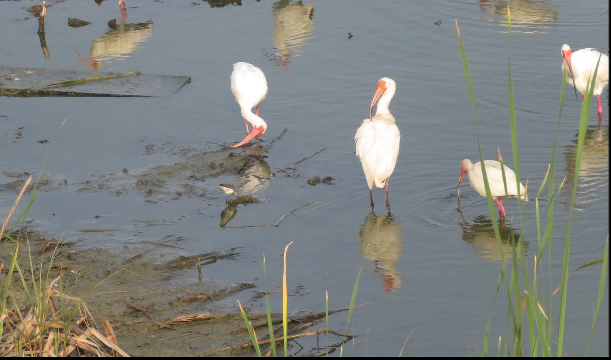 White Ibis - ML619591070