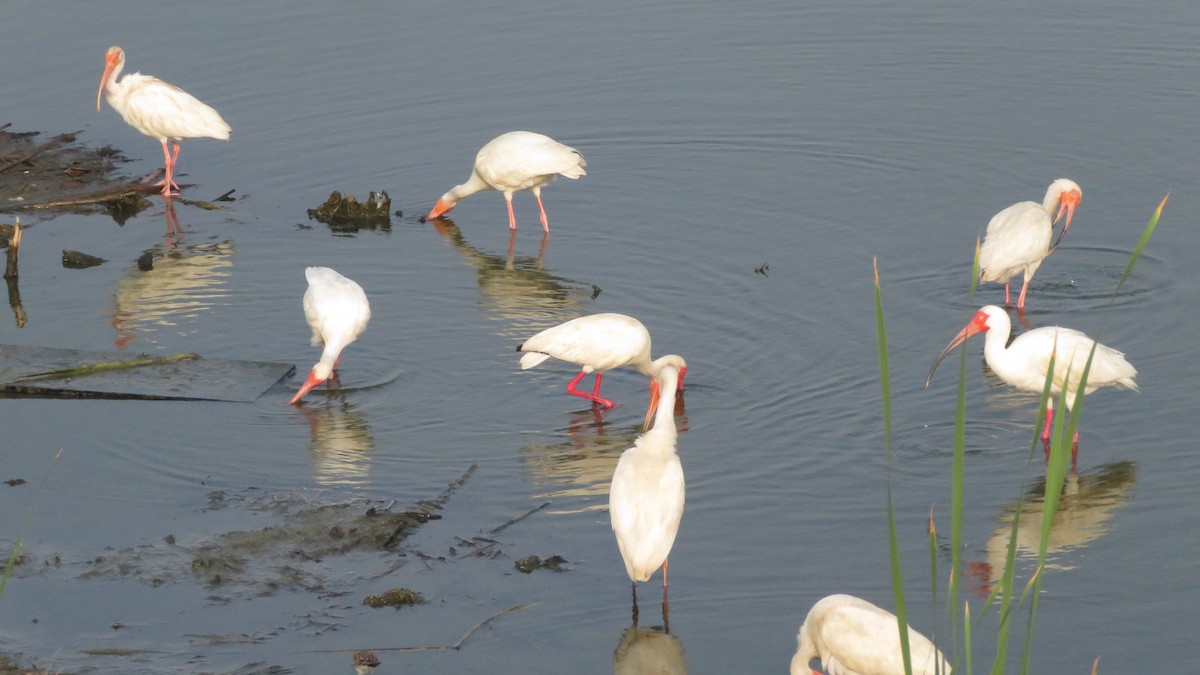 ibis bílý - ML619591071