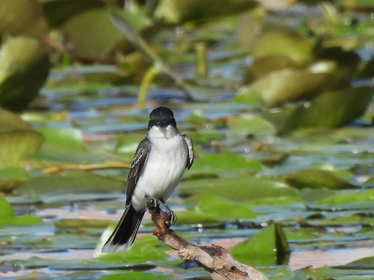 Eastern Kingbird - Armand  Collins