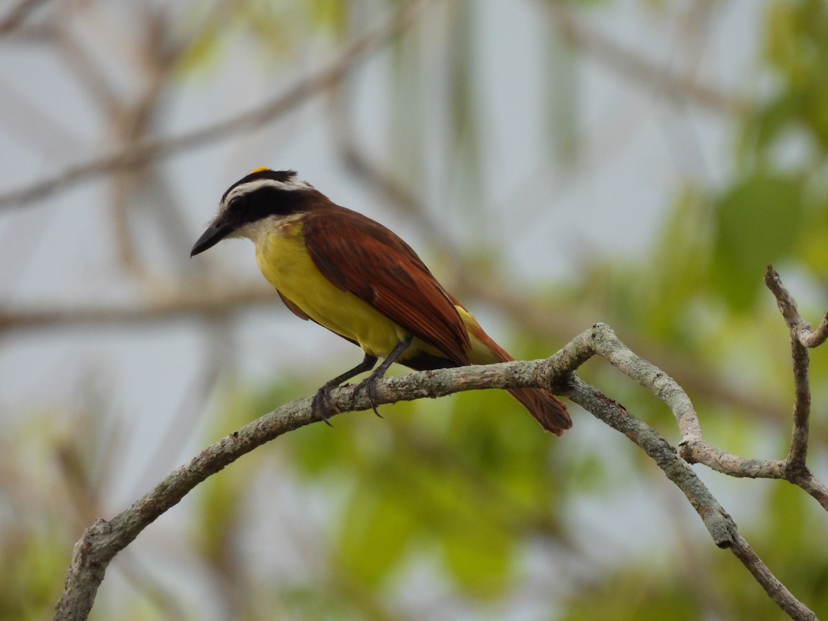 Great Kiskadee - Leandro Niebles Puello