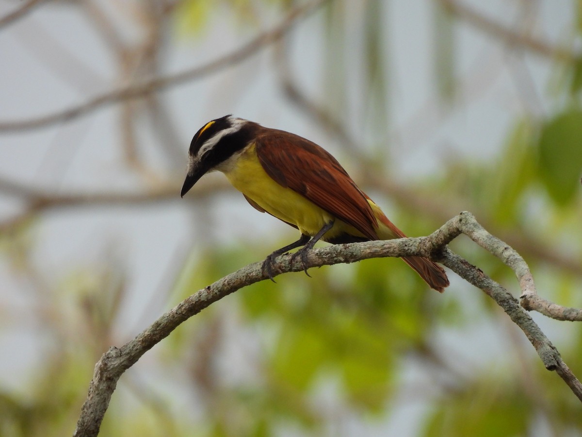 Great Kiskadee - Leandro Niebles Puello