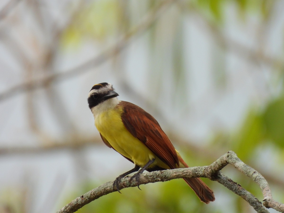 Great Kiskadee - Leandro Niebles Puello