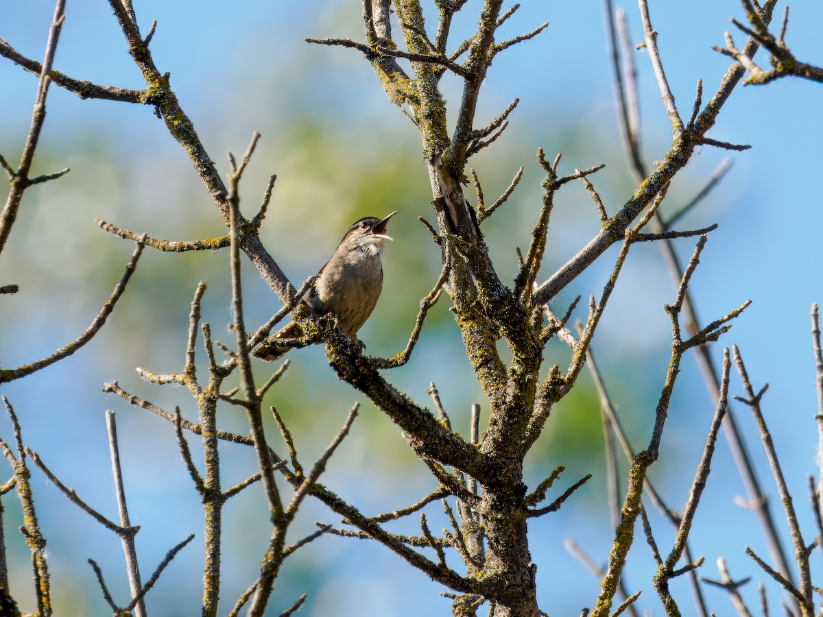 Bewick's Wren - Tony Doty